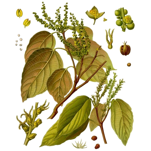 Маллотус филиппинский Маллотус филиппинский