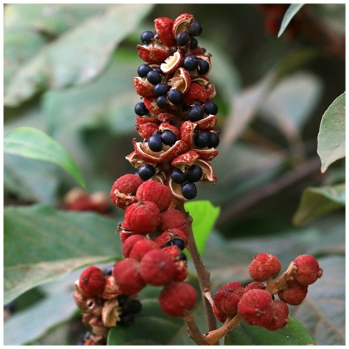 Маллотус филиппинский Маллотус филиппинский