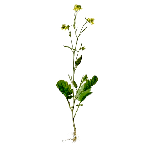   ( ,  )