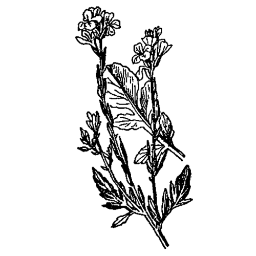 Индау посевной (гусеничник посевной, рукола, эрука посевная) Индау посевной (гусеничник посевной, рукола, эрука посевная)