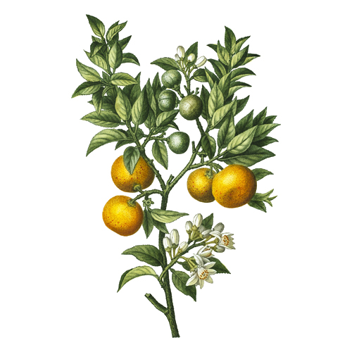 Померанец (апельсин кислый, апельсин горький, бигардия) Померанец (апельсин кислый, апельсин горький, бигардия)
