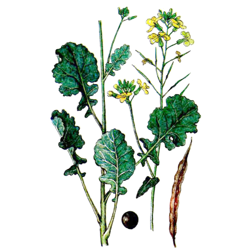 ���� (������)