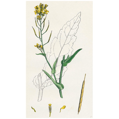 ���� (������)