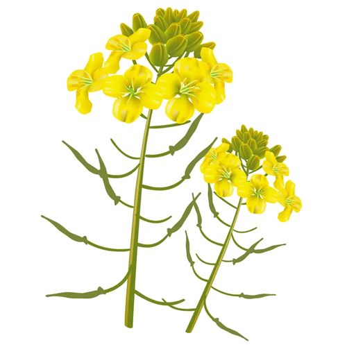 ���� (������)