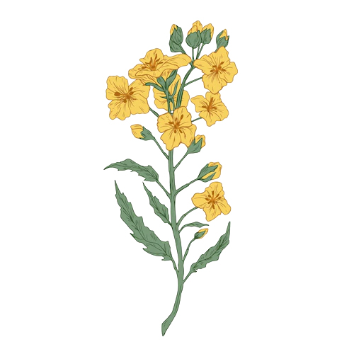 ���� (������)