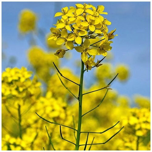 ���� (������)