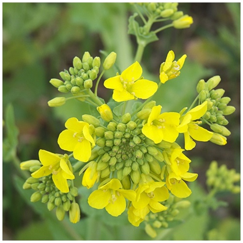 ���� (������)