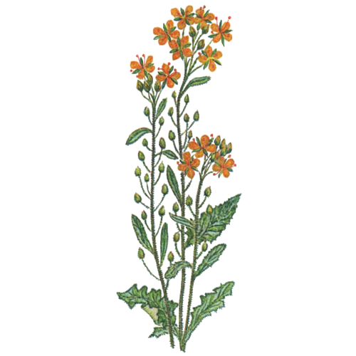 �������� ���������