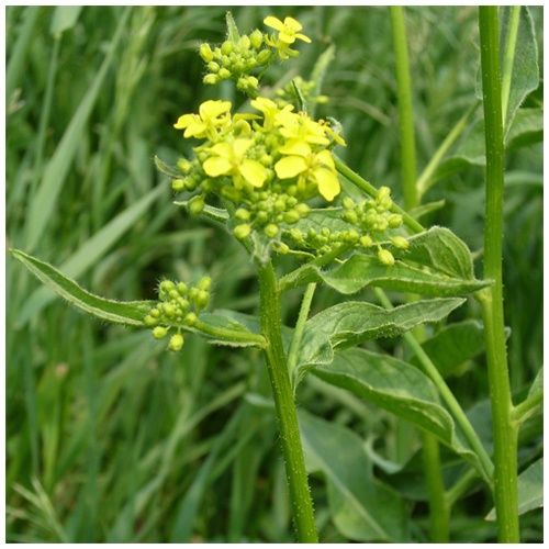 �������� ���������