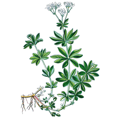 Ясменник душистый (подмаренник) Ясменник душистый (подмаренник)