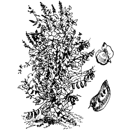 Долихос (лобия, кокорник, гиацинтовые бобы) Долихос (лобия, кокорник, гиацинтовые бобы)