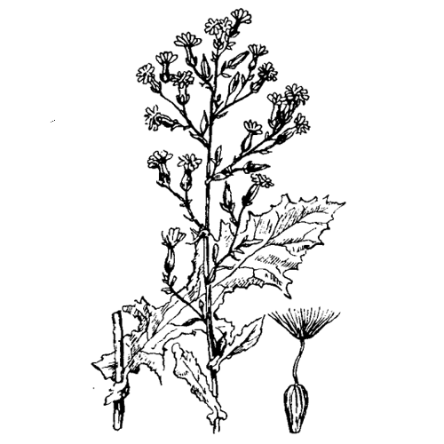 Латук дикий (молокан дикий, молокан компасный) Латук дикий (молокан дикий, молокан компасный)