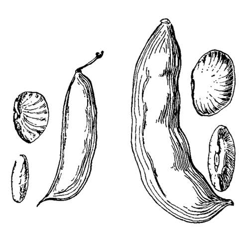 Лима (фасоль лунообразная, фасоль-лима) Лима (фасоль лунообразная, фасоль-лима)
