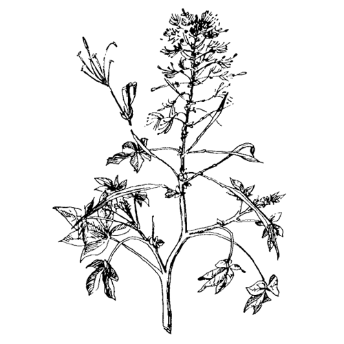 Мозамби (гинандропсис тычинко-пестичный) Мозамби (гинандропсис тычинко-пестичный)