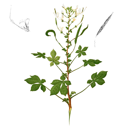 Мозамби (гинандропсис тычинко-пестичный) Мозамби (гинандропсис тычинко-пестичный)