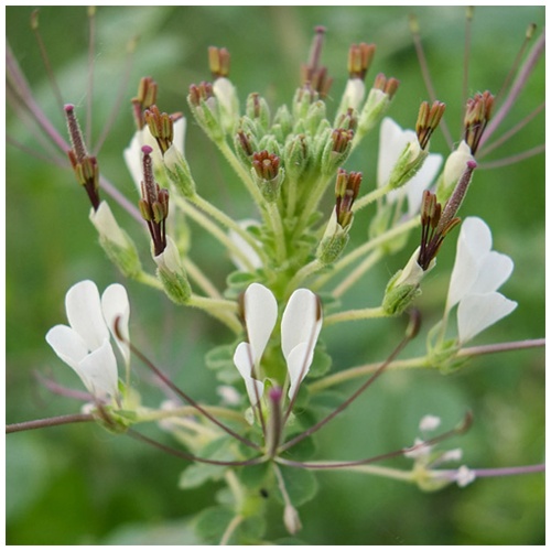 Мозамби (гинандропсис тычинко-пестичный) Мозамби (гинандропсис тычинко-пестичный)