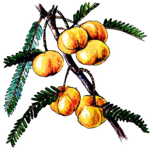 Аонла (амла, индийский крыжовник) Аонла (амла, индийский крыжовник)