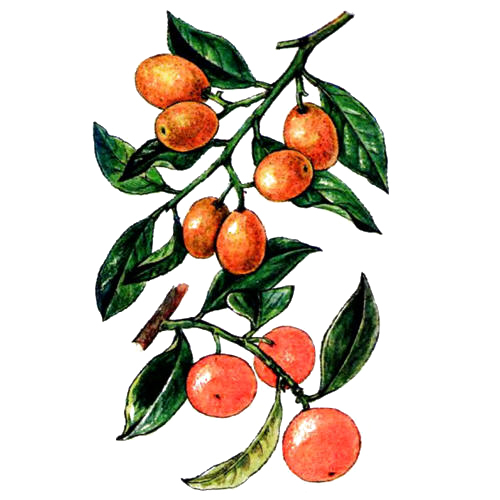 Кинкан (кумкват) Кинкан (кумкват)