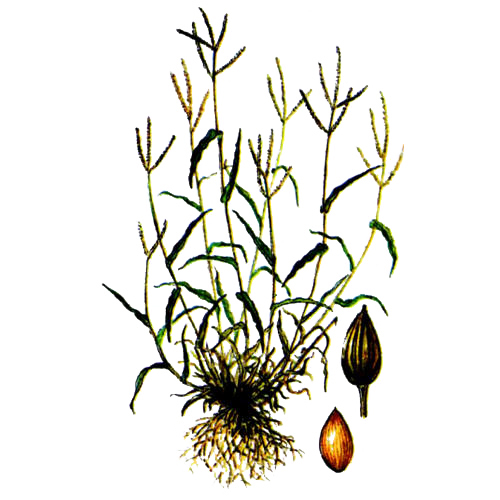 Фонио (голодный рис, росичка) Фонио (голодный рис, росичка)