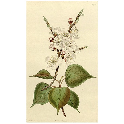 Абрикос сибирский (слива сибирская) Абрикос сибирский (слива сибирская)