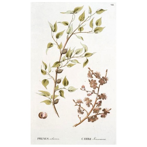 Абрикос сибирский (слива сибирская) Абрикос сибирский (слива сибирская)