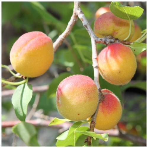 Абрикос сибирский (слива сибирская) Абрикос сибирский (слива сибирская)