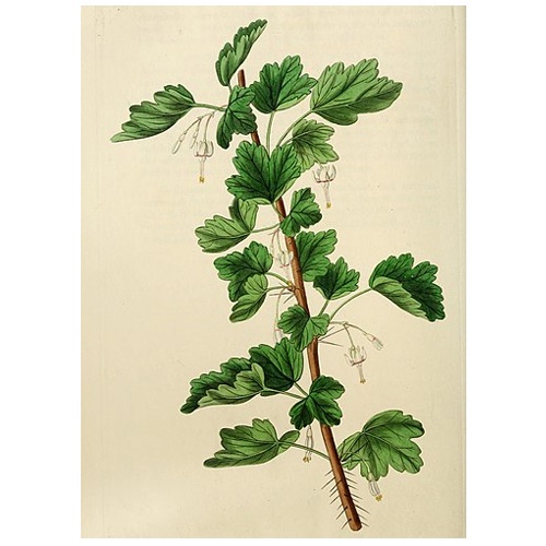 Смородина белая Смородина белая