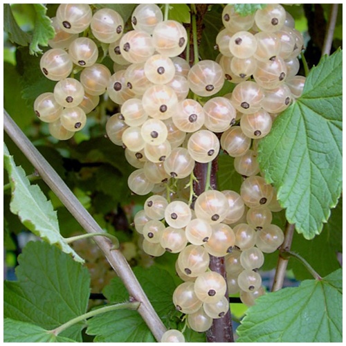 Смородина белая Смородина белая