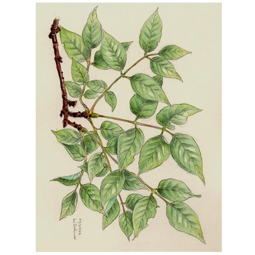 Бархат амурский Бархат амурский